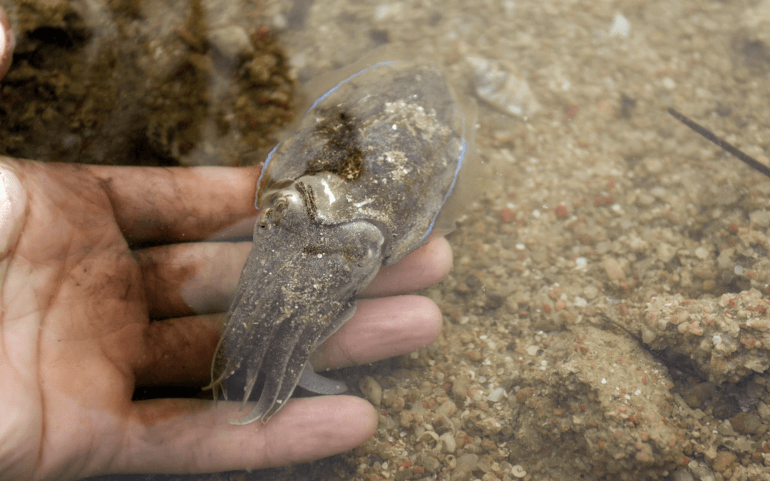 BIG Palliative Care: Denmark’s Nature and Spirituality in Dignified End-of-Life Care